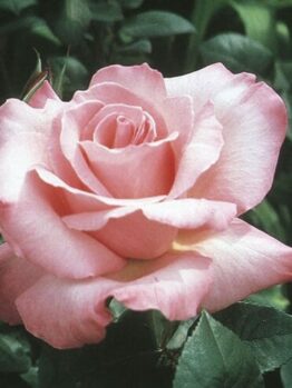 A light pink Rose 'First Prize' in full bloom, surrounded by dark green foliage.