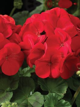 Close-up of vibrant red Geranium 'Maverick™ Scarlet' 4" Pot flowers with green leaves, illuminated by sunlight.