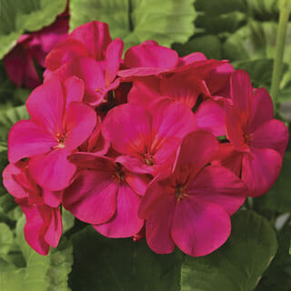 Close-up of vibrant Geranium 'Maverick™ Violet' 4" Pot flowers in a lush 4" pot, surrounded by green leaves.