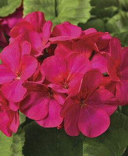 Close-up of vibrant Geranium 'Maverick™ Violet' 4" Pot flowers in a lush 4" pot, surrounded by green leaves.