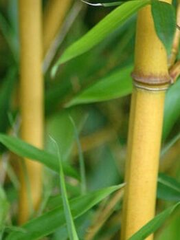 Close-up of yellow Bambusa 'Goldstripe' Bamboo 8" Pot stalks with green leaves in a natural outdoor setting.
