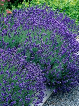 Hello Hello Plants Nursery Campbellfield Melbourne Victoria Australia Lavandula angustifolia Hidcote lavender flowering
