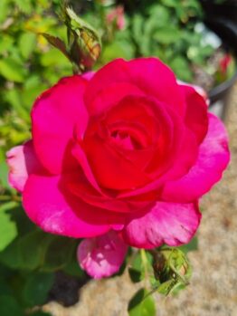 A close-up of the vivid Rose 'Parole' in full bloom among lush green foliage, set against a softly blurred background.