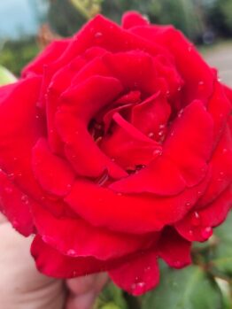 A hand holds a Rose 'Firefighter®' 3ft Standard with water droplets on its vibrant petals. Blurred green foliage and a road are visible in the background.