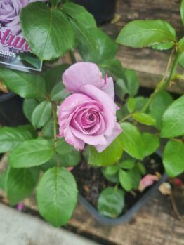 A Rose 'Neptune' Bush Form with light purple blooms grows in a black plastic pot, its green leaves arranged on a wooden surface.