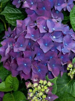 Close-up of a cluster of deep purple Hydrangea macrophylla 'Deep Purple' 6" Pot flowers, surrounded by green leaves and a few partially blooming buds.