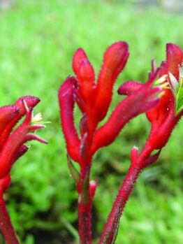 Close-up of vibrant red Anigozanthos 'Bush Inferno™' Kangaroo Paw 6" Pot flowers, against a green blurred background.