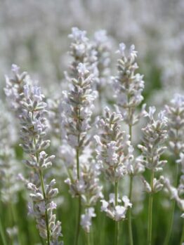 Close-up image of Lavandula flowers with light purple blooms in a field. The background is filled with more Lavandula 'Ellagance Ice' Lavender 4" Pot plants, slightly blurred.