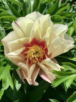 The Paeonia 'Lemon Dream' Peony Rose in a 10" pot features delicate pale pink, ruffled blooms with vibrant yellow centers, surrounded by lush green foliage.