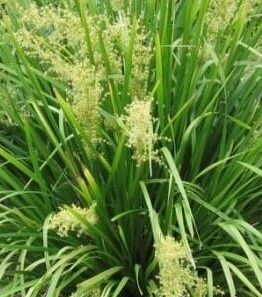 The Lomandra 'Katies Bells™,' available in a 6" pot, features dense green ornamental grass with tall, thin blades and clusters of small light yellow flowers, perfect for adding natural beauty to any space.