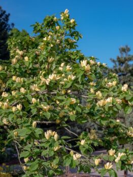 A small Magnolia 'Gold Star' with yellow magnolia flowers in bloom against a vibrant blue sky, surrounded by greenery.