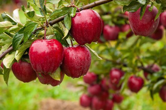 Malus 'Lady Williams' Apple 10" Pot