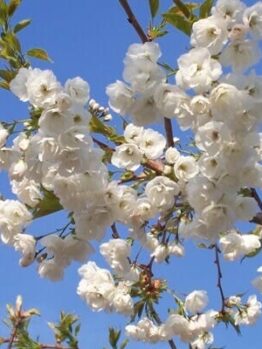 Close-up of a tree branch covered in white cherry blossoms from a Prunus 'Mount Fuji' Weeping Cherry 1.8m 24" Pot, standing gracefully against a clear blue sky.