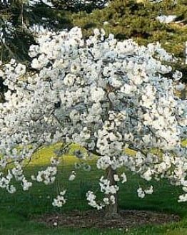A white dogwood tree in full bloom stands on a grassy lawn with evergreen trees in the background, accompanied by the elegant presence of a Prunus 'Mount Fuji' Weeping Cherry 1.8m 24" Pot.
