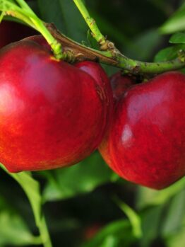 Two ripe red nectarines hang from a Prunus 'Nectared' Nectarine 10" Pot branch surrounded by green leaves.