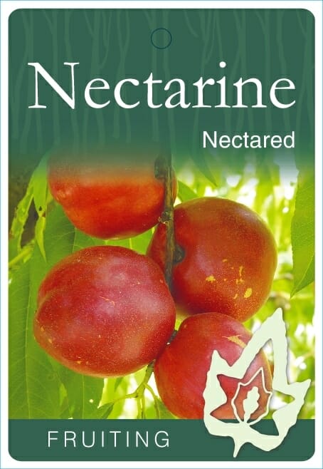 A close-up image of a plant label for "Prunus 'Nectared' Nectarine 10" Pot," showing ripe nectarines on a tree with the word "Fruiting" at the bottom. The vibrant Prunus variety is ideal for your garden, thriving beautifully in a 10" pot.