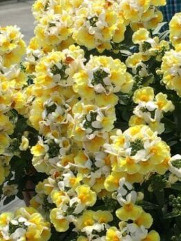 A cluster of yellow and white Nemesia 'Coconut Ice' 6" Pot flowers in full bloom with green foliage, set against a blurred outdoor background.