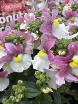 Close-up of Nemesia 'Bumbleberry' flowers in a 15cm pot, featuring white and pink petals with yellow centres, surrounded by green leaves and buds. Plant label is visible in the background.