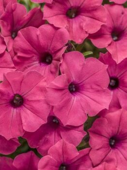 A close-up image of numerous bright pink Petunia Supertunia® 'Paradise' 6" Pot in full bloom, displayed beautifully, showcasing their vibrant color and delicate petals.