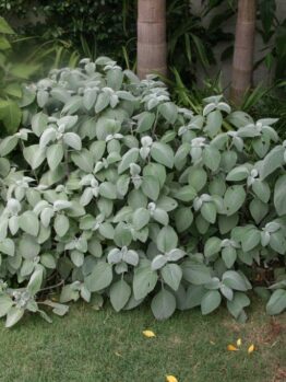 A dense shrub with large, oval-shaped leaves grows in a garden, surrounded by other greenery and a few tall trees in the background. This Plectranthus argentea 'Silver Plectranthus' 6" Pot features Silver Plectranthus, adding a touch of elegance to the lush landscape.