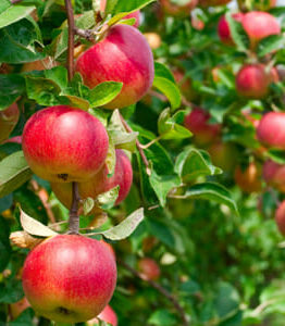 Several ripe red apples, known as Malus 'Pomme de Neige' Apple 8" Pot, hanging from tree branches in a sunny orchard.