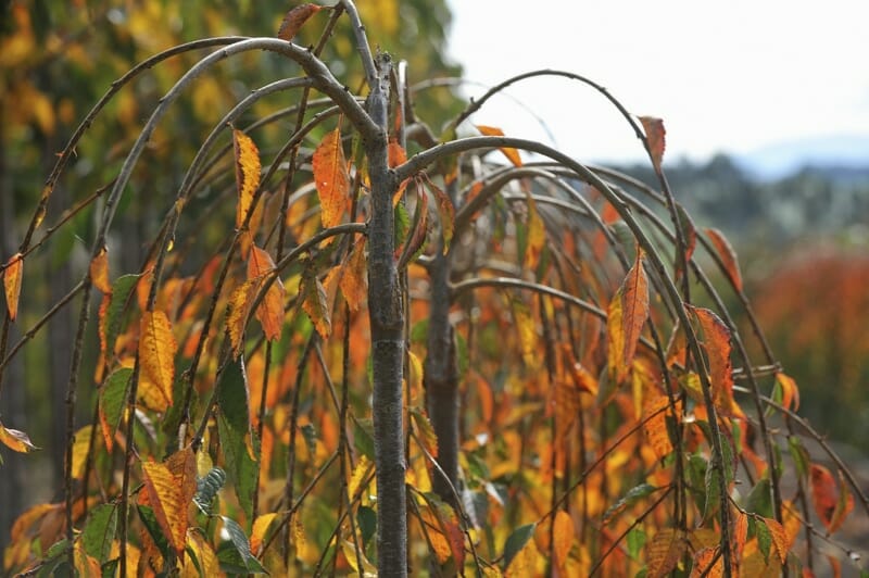 A Prunus 'Mount Fuji' Weeping Cherry 1.8m 24" Pot with drooping branches and autumn-colored leaves, ranging in hues of green, yellow, and orange, stands out against a blurred natural background.