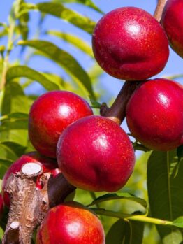 Prunus 'Crimson Baby' Nectarine (Dwarf) 10" Pot, a variety of Prunus, grow abundantly on a tree branch, surrounded by green leaves and set against a blue sky.