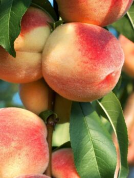 Close-up of ripe peaches hanging from a tree branch, surrounded by green leaves in a pot. Soft sunlight highlights their fuzzy skin and red-orange hue on this charming Prunus 'White Gold™' Peach Dwarf 10" Pot.