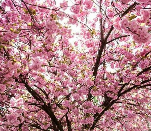 Branches of a Prunus 'New Red' Cherry Blossom 10" Pot covered in abundant pink cherry blossoms against a bright sky.