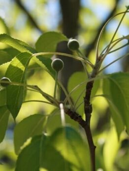 Close-up of a Pyrus tree branch with several green leaves and small round buds, set against a backdrop of sunlight filtering through the foliage. This Pyrus 'Southworth Dancer' Ornamental Pear 20" Pot thrives beautifully, whether in nature or elegantly displayed in a 20" pot.