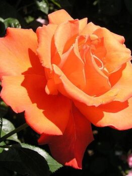 A vibrant orange Rose 'Alexander' 2ft Standard in full bloom, thriving with lush green foliage in the background.