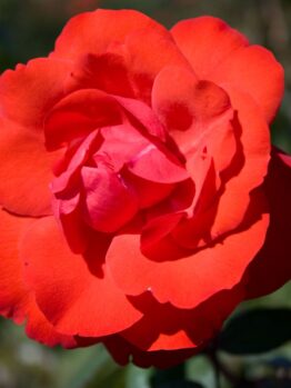 Close-up of a fully bloomed, vibrant red Rose 'Cathedral City' PBR Bush Form, with visible petals and a soft-focus background.