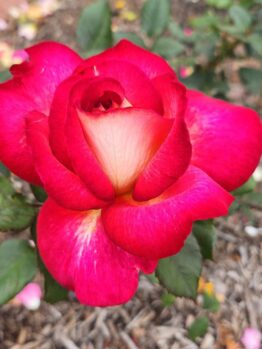 bright pink and creamy white rosa hybrid tea fionas wish small bright roses