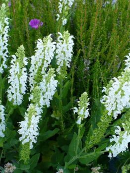 Close-up of blooming Salvia 'Sensation White' 4" Pot flowers with green leaves in a 4" pot and a few small pink blooms scattered in the background.