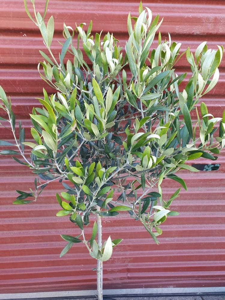 An Olea 'Correggiola' Olive (Standard) 12" Pot with green leaves stands in front of a corrugated metal wall, thriving in a 12" pot.