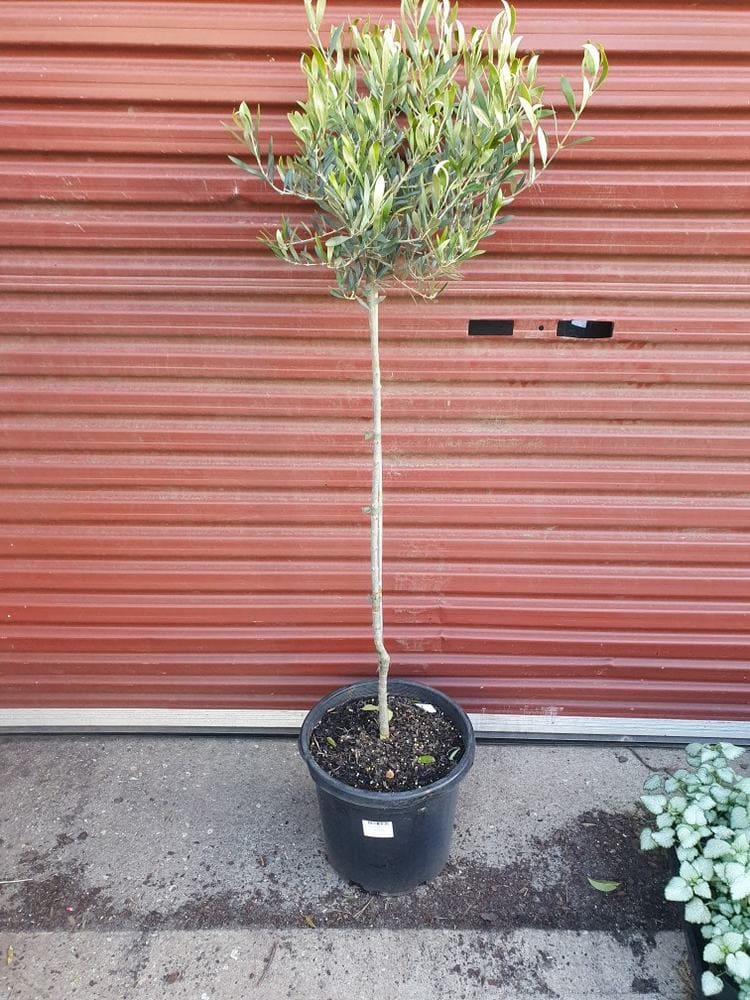 A potted Olea 'Correggiola' Olive (Standard) 12" Pot with a tall, thin stem and foliage at the top stands in front of a corrugated red metal door. In its 12" pot, another plant is partly visible on the right side of the image.