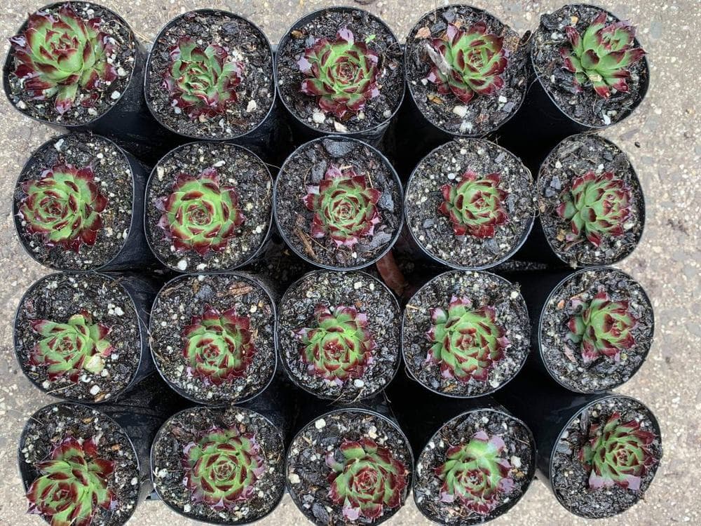 Succulent Sempervivum 'Guillaumes' plants in individual 3'' black pots are arranged in a 4x5 grid on a gravel surface, displaying green leaves with red edges.