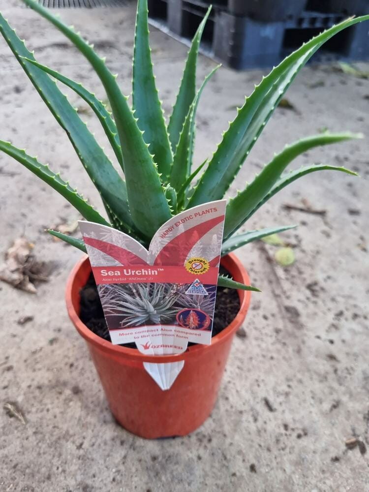 Aloe 'Sea Urchin™' 6" Pot - Image 4