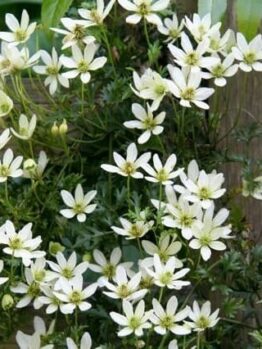A cluster of small white flowers from a Clematis 'Perfection' 6" Pot, with dark green foliage, grows against a wooden background.
