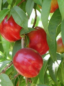 Red nectarines flourish on a Prunus 'Flavortop' Nectarine (Dwarf) 10" Pot, their vibrant hues contrasting with lush green leaves, all thriving in a convenient 10" pot.