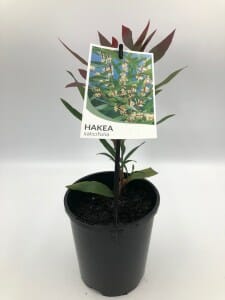 A Hakea 'Willow Leafed Hakea' in a 6" pot, featuring a label with an image and the name "Hakea" and "Watchara.