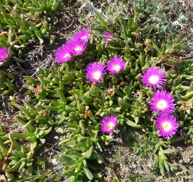Purple flowers bloom among green succulent leaves on the ground, including the vibrant Disphyma crassifolium 'Hot Stuff' Pig Face, perfect for a 6" pot.