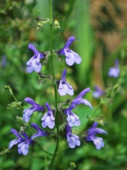 A close-up of a stem of Salvia 'African Sky' 6" Pot with purple and white flowers boasting elongated petals, set against lush green foliage in the background.