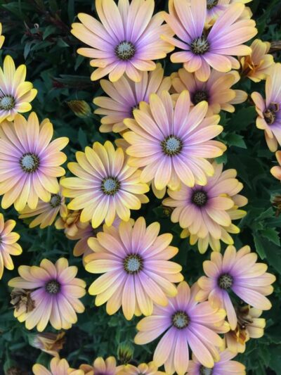 Osteospermum 'Blushing Beauty' African Daisy 8" Pot