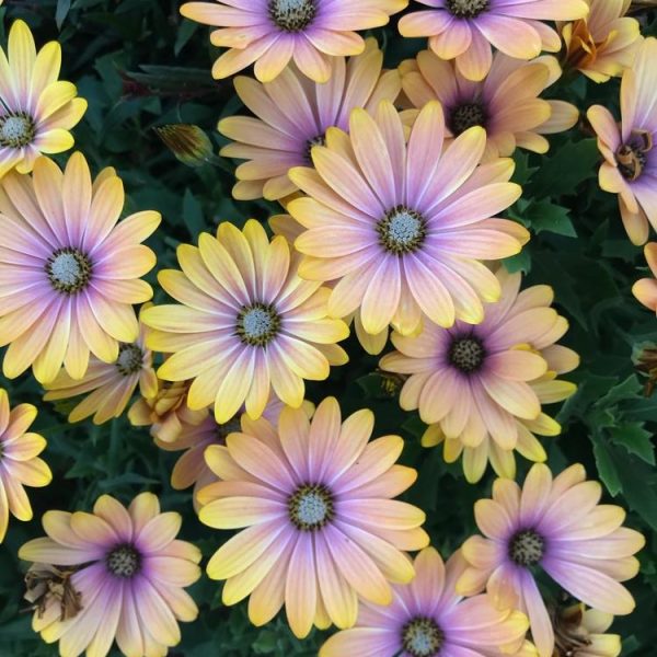 Osteospermum 'Blushing Beauty' African Daisy 6" Pot