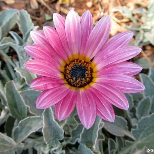 The Arctotis 'Silver Pink Flower' in a 6" pot features a silver pink flower with a black and yellow center, elegantly framed by green leaves.