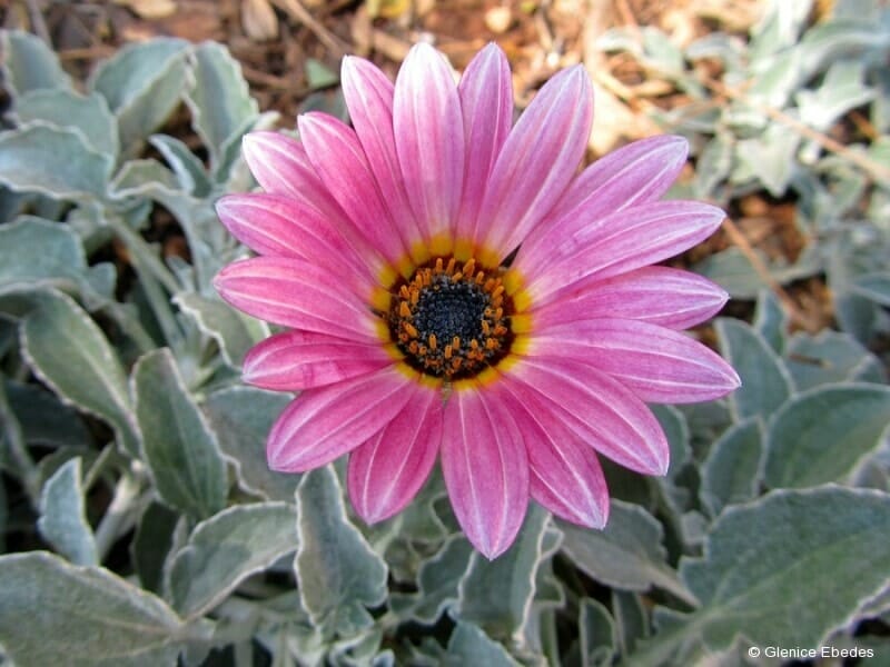 The Arctotis 'Silver Pink Flower' in a 6" pot features a silver pink flower with a black and yellow center, elegantly framed by green leaves.