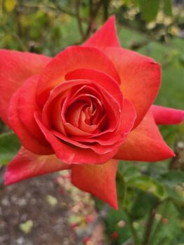 rosa hybrid tea Tarantella red sharp cut rose