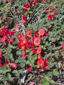 Red flowers with green leaves, such as those of the Kennedia prostrata 'Running Postman' 6" Pot, scattered across the ground among dry grass and twigs.