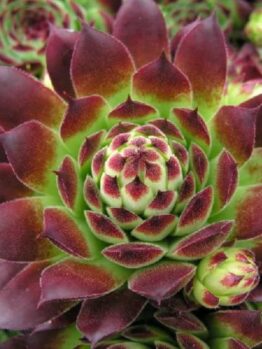 Close-up image of a Sempervivum 'Guillaumes' succulent with vibrant green and reddish-purple leaves arranged in a rosette pattern, thriving in a 3'' pot.